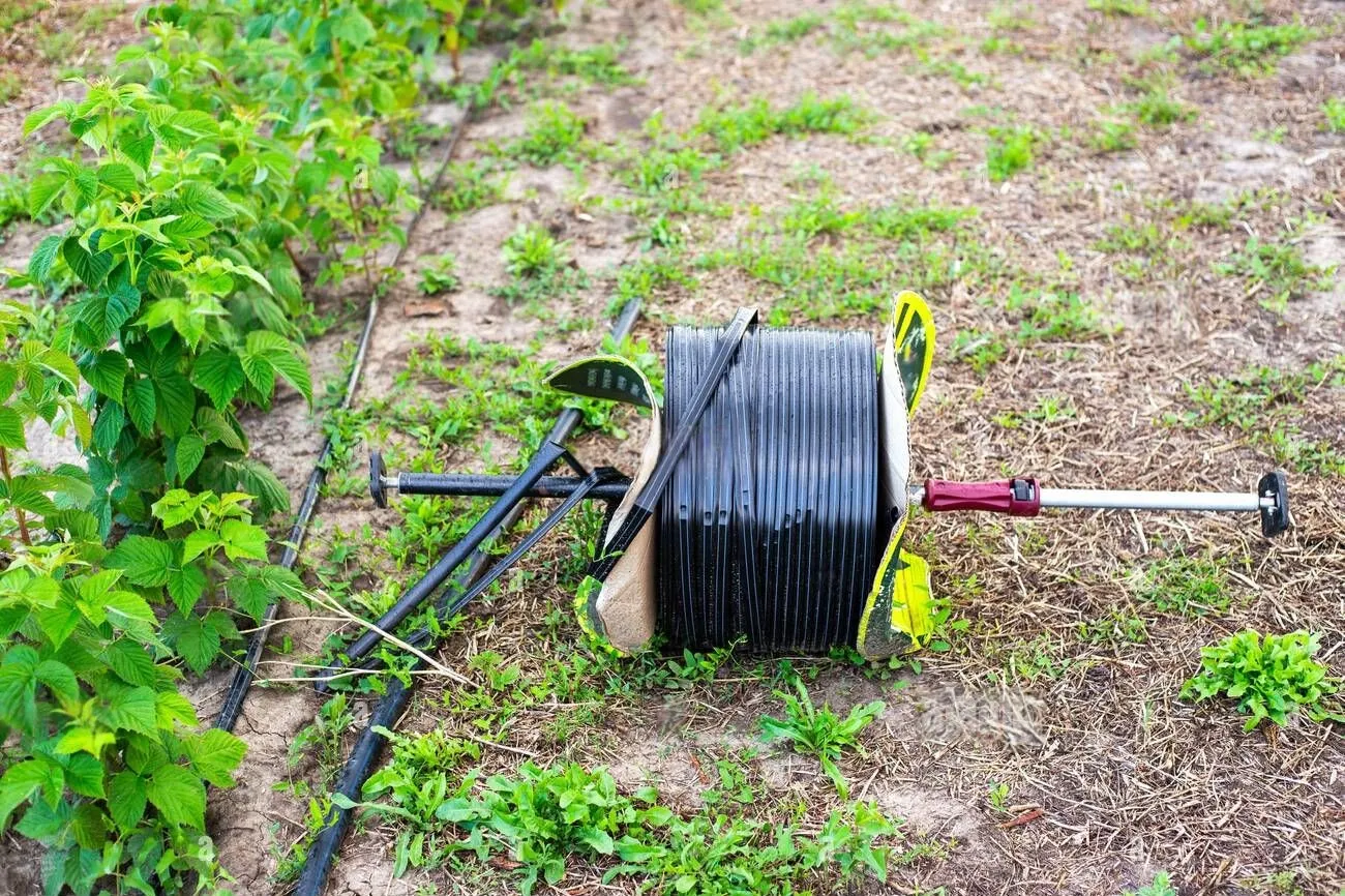 Roll of drip tape on a raspberry plantation Laying irrigation for plant growth and nutrition Roll of drip tape on a raspberry plantation Laying irrigation for plant growth and nutrition