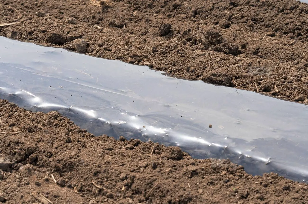 Installing Drip Tape Irrigation Under Plastic Mulch on a Vegetable Bed Installing Drip Tape Irrigation Under Plastic Mulch on a Vegetable Bed