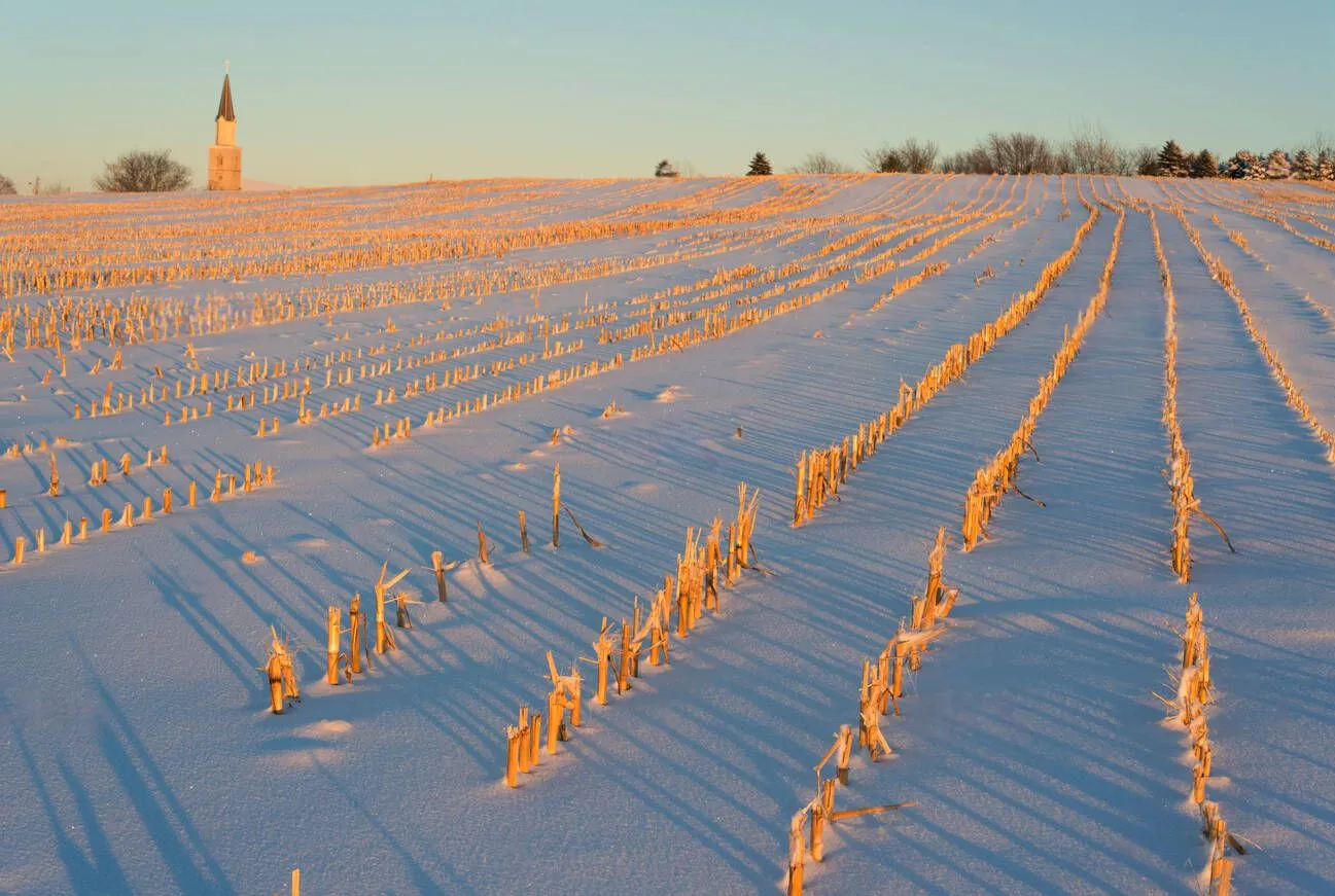 Corn stubble protruding through snow in a field Corn stubble protruding through snow in a field